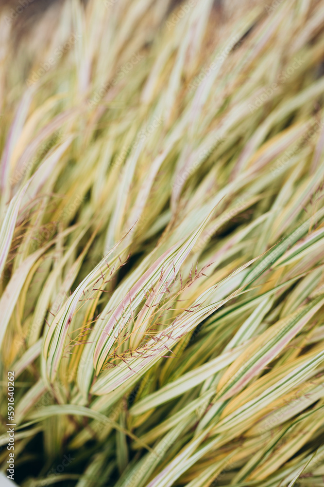 Abstract natural background of soft plants hakone grass. Pampas grass on a blurry bokeh, Dry reeds boho style. Hakonechloa macra Aureola Abstract natural background of soft plants hakone grass. Pampas grass on a blurry bokeh, Dry reeds boho style. Hakonechloa macra Aureola