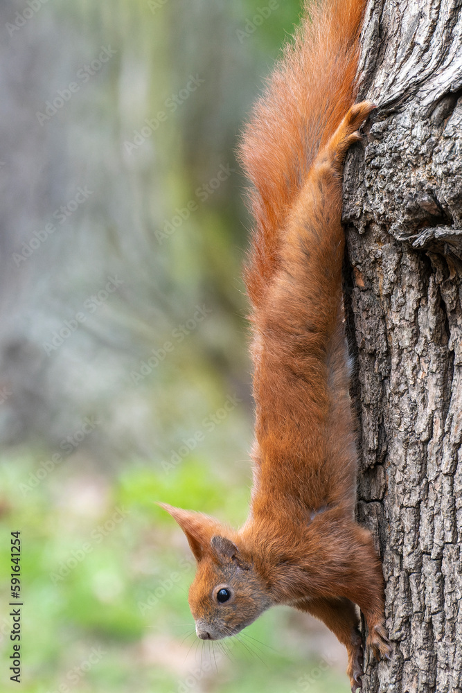 Naklejka premium Eichhörnchen