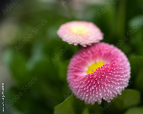  Blooming pink daisy with budding daisies in the background