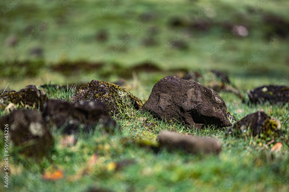 Scenic view of natural rocks covered in lush green moss, in a field of lush green grass and dirt Scenic view of natural rocks covered in lush green moss, in a field of lush green grass and dirt