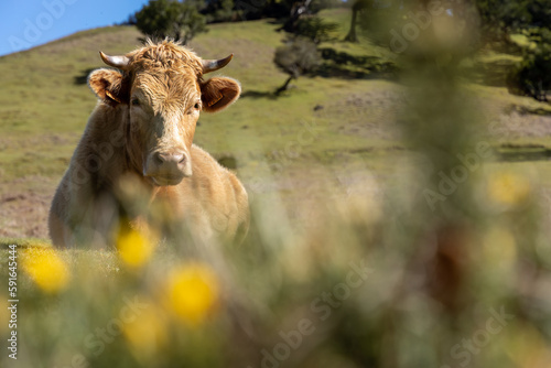 Bull in a lush, green meadow, with tall grasses swaying in the breeze