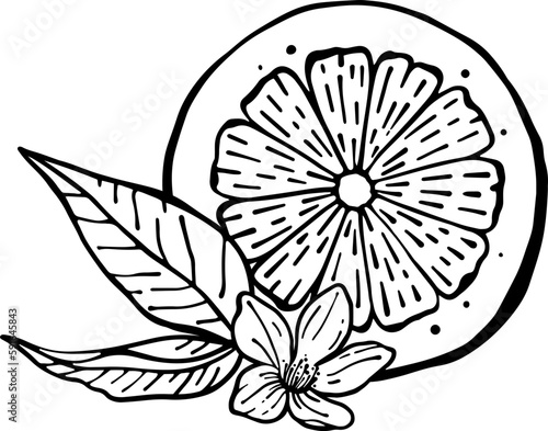 Outline hand drawing vector illustration of lemon with flower and leaves. Exotic fruit. Isolated elements for design.