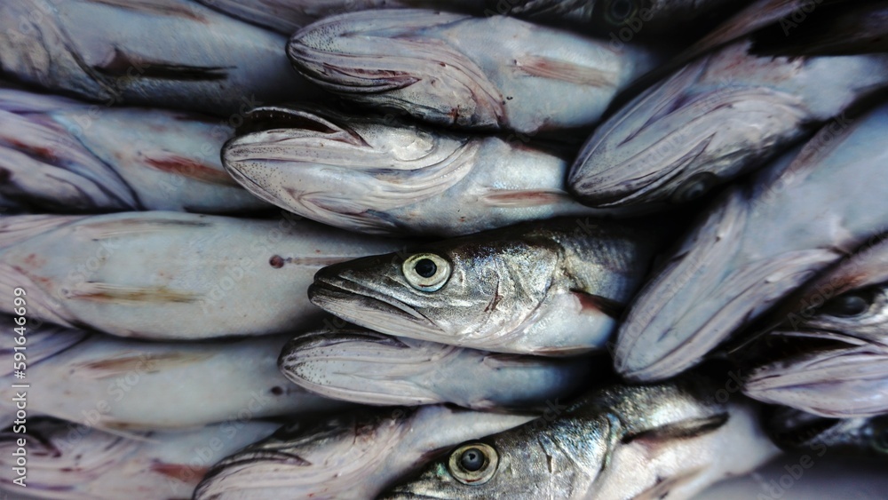 fresh fish sorted as background fresh fish sorted as background