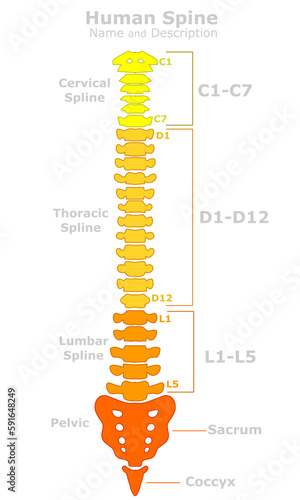Human spine anatomy. Vertebral column structure. Parts names, description. cervical spline, C1 C7, thoracic vertebrae T1 T12, lumbar, pelvic, coccyx, posture. Colored, red to yellow. Draw vector photo