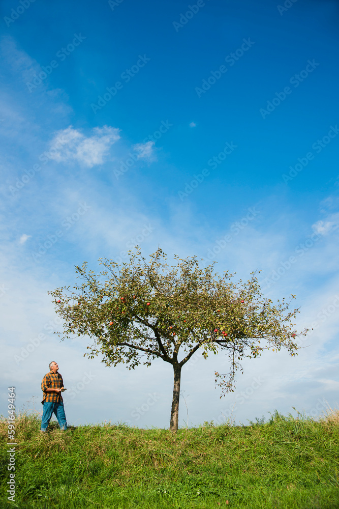 Farmer standing in field, inspecting apple tree, Germany Farmer standing in field, inspecting apple tree, Germany