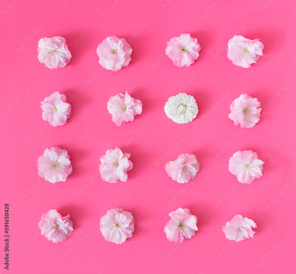 A spring summer wallpaper made of pink flowers and one white aligned on pink background. Background for celebration card or banner. Flat lay A spring summer wallpaper made of pink flowers and one white aligned on pink background. Background for celebration card or banner. Flat lay