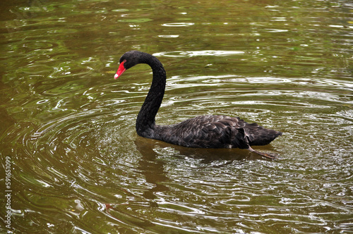 Black swan (Cygnus atratus) portrait © Hipokamp