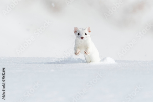A short-tailed weasel (Mustela erminea) running towards the camera in the snow, camouflaged in its white winter coat; Montana, United States of America photo