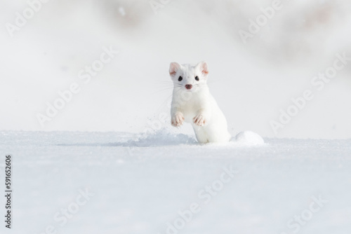 A short-tailed weasel (Mustela erminea) running towards the camera in the snow, camouflaged in its white winter coat; Montana, United States of America