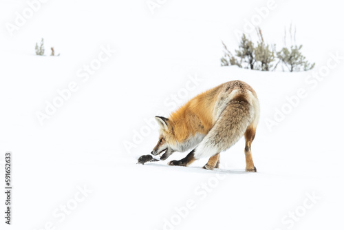 Red fox bending down to catch a montane vole in the snow photo
