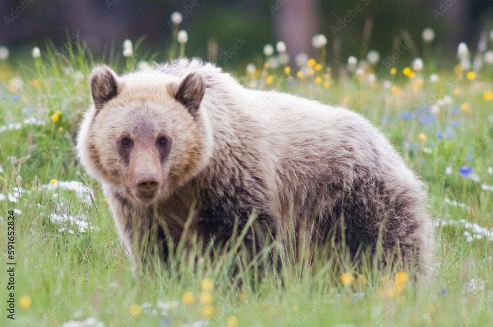Portrait of a brown bear (Ursus arctos) standing in a grassy meadow in Yellowstone National Park; Wyoming, United States of America Portrait of a brown bear (Ursus arctos) standing in a grassy meadow in Yellowstone National Park; Wyoming, United States of America