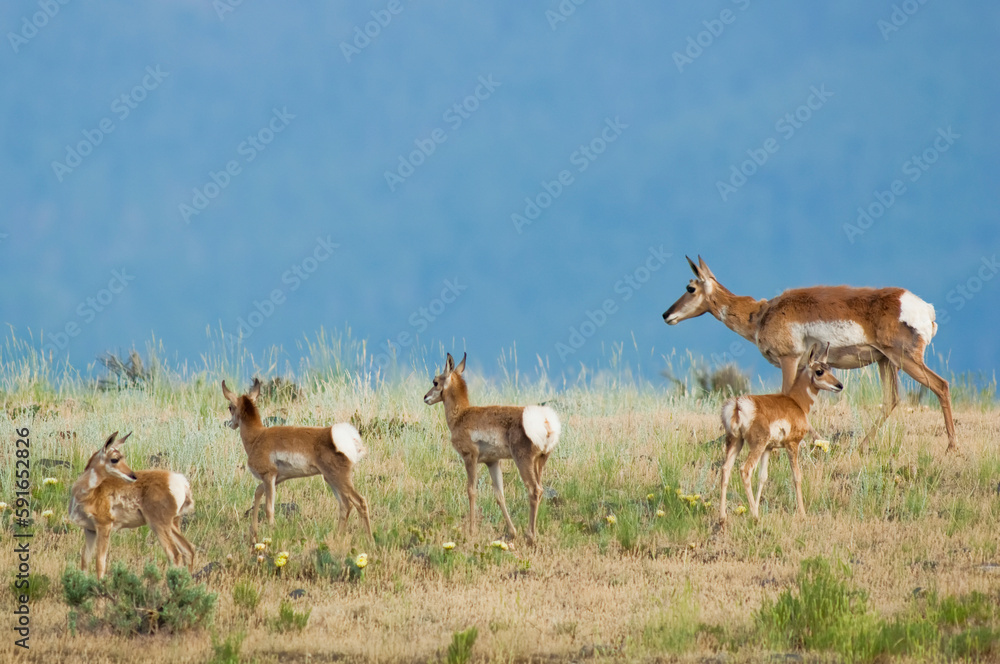 A herd of pronghorn antelope (Antilocapra americana) standing in a row on a grassy field looking over the mountainside; Montana, United States of America A herd of pronghorn antelope (Antilocapra americana) standing in a row on a grassy field looking over the mountainside; Montana, United States of America