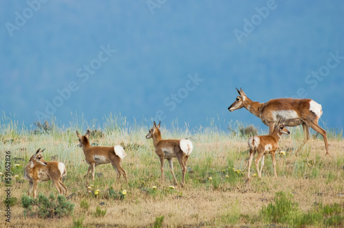 A herd of pronghorn antelope (Antilocapra americana) standing in a row on a grassy field looking over the mountainside; Montana, United States of America photo