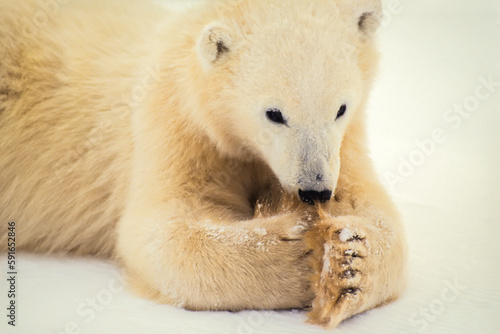 Close-up of polar bear cub (Ursus maritimus) lying on stomach in the snow cleaning its paws in front of its face; Hudson's Bay, Manitoba, Canada photo