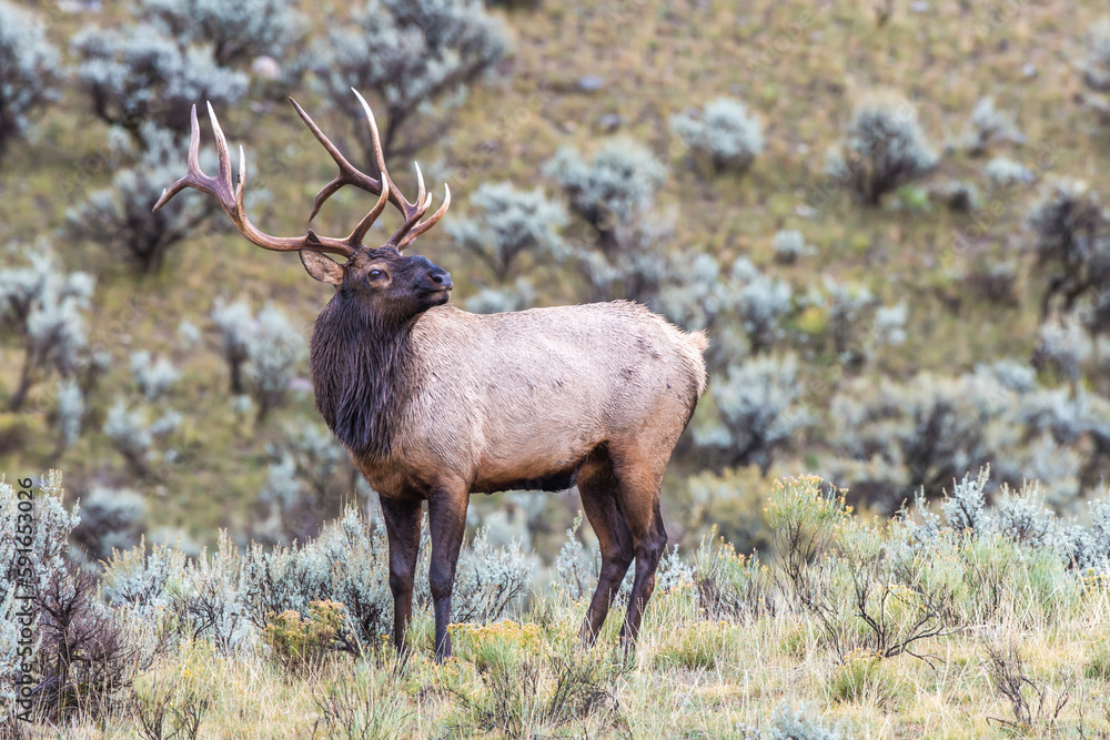 Portrait of a bull elk (Cervus canadensis) standing in a field of sagebrush (Artemisia tridentata); Yellowstone National Park, United States of America Portrait of a bull elk (Cervus canadensis) standing in a field of sagebrush (Artemisia tridentata); Yellowstone National Park, United States of America
