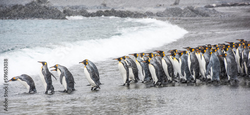 Group of King Penguins (Aptenodytes patagonicus) lined up at the water's edge in a snowfall waiting to go into the cold waters of the Southern Ocean on South Georgia Island; South Georgia, Antarctica