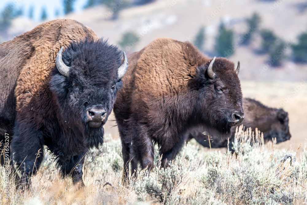 Herd of American bison (Bison bison) grazing on the sagebrush (Artemisia tridentata) on the open range in Yellowstone National Park; United States of America Herd of American bison (Bison bison) grazing on the sagebrush (Artemisia tridentata) on the open range in Yellowstone National Park; United States of America