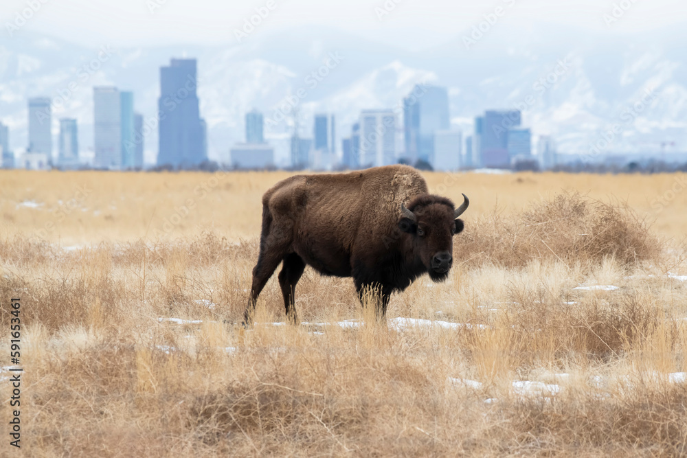 Bison stands in meadow with skyline of Denver and Rocky Mountains in the background, Colorado, USA Bison stands in meadow with skyline of Denver and Rocky Mountains in the background, Colorado, USA