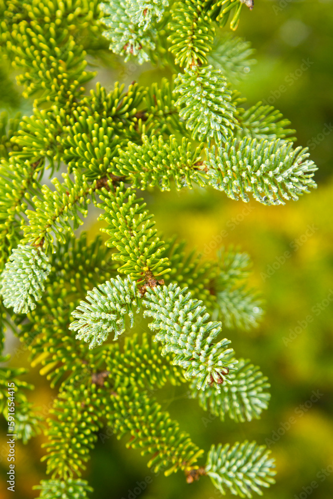 Close-up of needles of a red spruce tree (Picea rubens) on Hurricane Mountain of Adirondack Park; New York, United States of America Close-up of needles of a red spruce tree (Picea rubens) on Hurricane Mountain of Adirondack Park; New York, United States of America