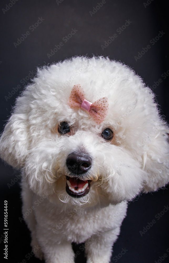 The Bichon Frisé toy dog photo-shooting in studio The Bichon Frisé toy dog photo-shooting in studio
