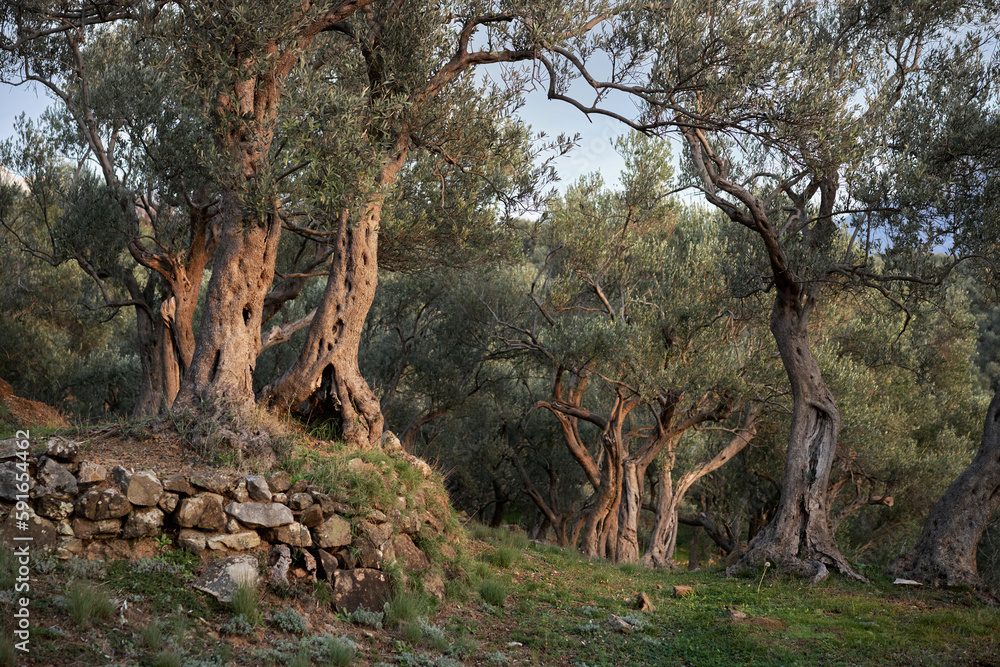 Old olive trees. Beautiful grove at sunset. nature, wallpaper, decoration Old olive trees. Beautiful grove at sunset. nature, wallpaper, decoration