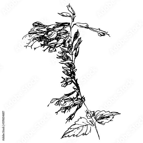 Blooming branch of Salvia Amistad Sage plant. Hand drawn linear doodle rough sketch. Black silhouette on white background.