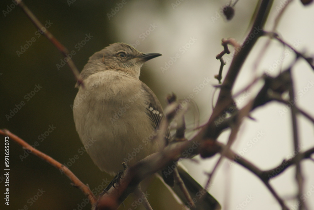 Fototapeta premium Northern Mockingbird