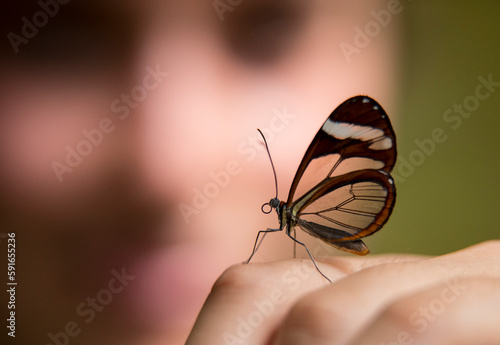 Close-up of a transparent Glassywing butterfly (Nymphalidae ithomiinea) resting on a human finger; Monteverde, Costa Rica photo