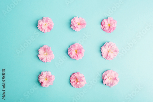 Fototapeta Naklejka Na Ścianę i Meble -  Pink sakura flowers on blue background. Top view, flat lay