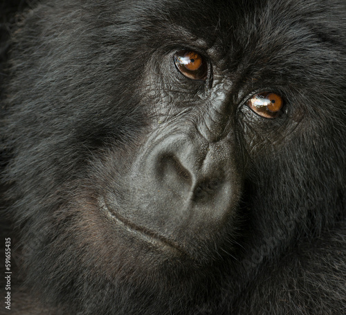 Portrait of a Mountain gorilla (Gorilla beringei beringei) from the Hirwa Group in Volcanoes National Park; Rwanda photo