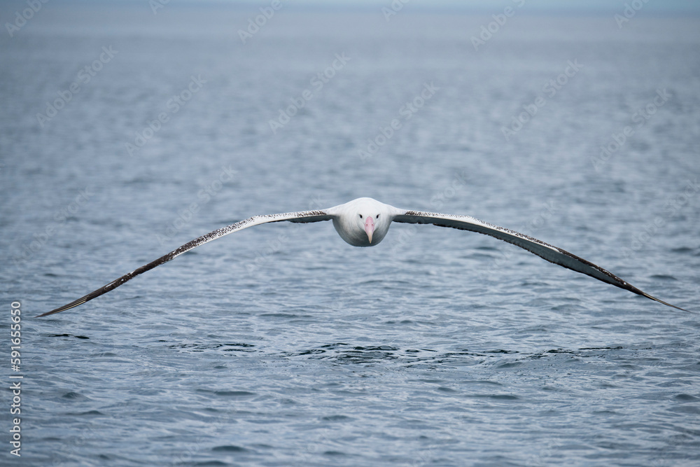 Wandering albatross (Diomedea exulans), also known as the Snowy albatross or White-winged albatross, flying low above the water near Kaikoura, New Zealand; South Island, New Zealand Wandering albatross (Diomedea exulans), also known as the Snowy albatross or White-winged albatross, flying low above the water near Kaikoura, New Zealand; South Island, New Zealand