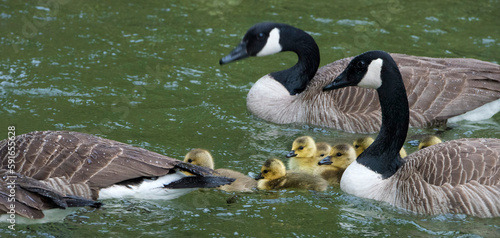 Canada geese and goslings (Branta canadensis) swimming together; New Zealand photo