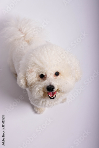 The Bichon Frisé toy dog photo-shooting in studio