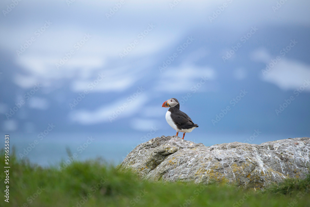 Atlantic puffin (Fratercula arctica) stands on a rock and looks out at the coastline of Vigur Island in Isafjordur Bay, Iceland; Iceland Atlantic puffin (Fratercula arctica) stands on a rock and looks out at the coastline of Vigur Island in Isafjordur Bay, Iceland; Iceland