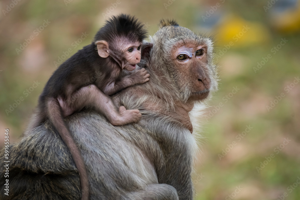 Monkey carrying baby on its back, Angkor Thom.; Siem Reap, Angkor, Cambodia Monkey carrying baby on its back, Angkor Thom.; Siem Reap, Angkor, Cambodia