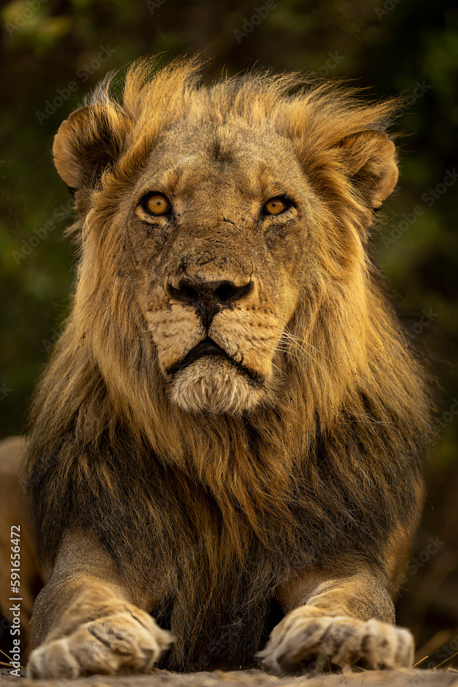 Close-up of male Lion (Panthera leo) lying facing lens in Chobe National Park; Chobe, Botswana Close-up of male Lion (Panthera leo) lying facing lens in Chobe National Park; Chobe, Botswana