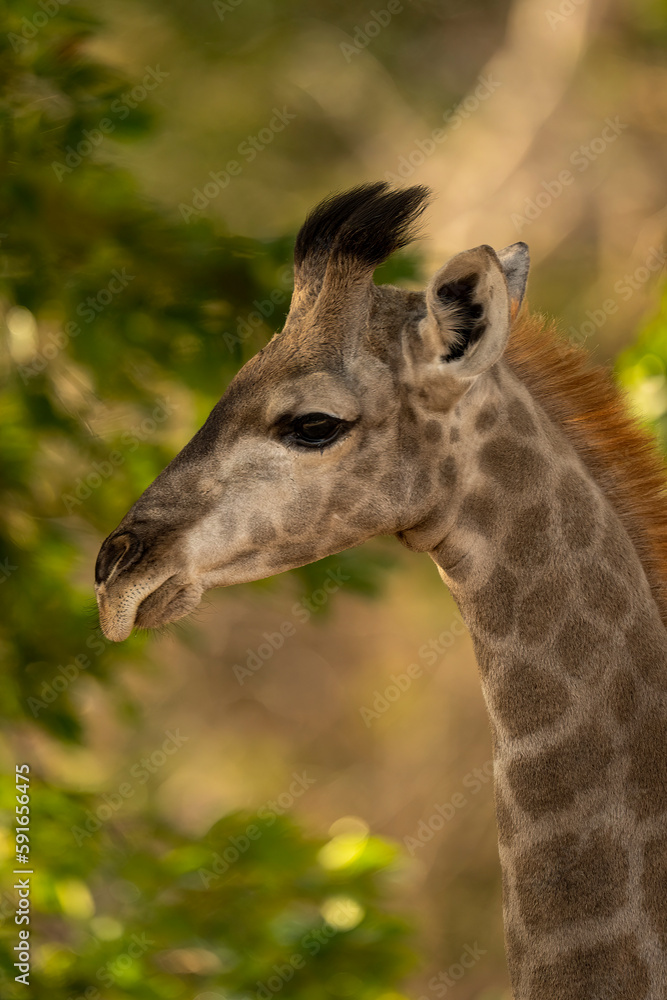 Close-up of young Southern giraffe (Giraffa giraffa angolensis) watching camera in Chobe National Park; Chobe, Botswana Close-up of young Southern giraffe (Giraffa giraffa angolensis) watching camera in Chobe National Park; Chobe, Botswana