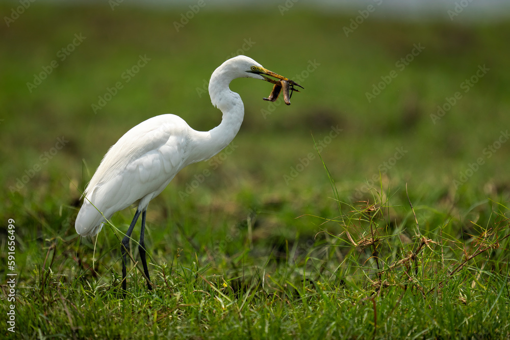 Great egret (Ardea alba) stands on grass holding eel in Chobe National Park; Chobe, Botswana Great egret (Ardea alba) stands on grass holding eel in Chobe National Park; Chobe, Botswana