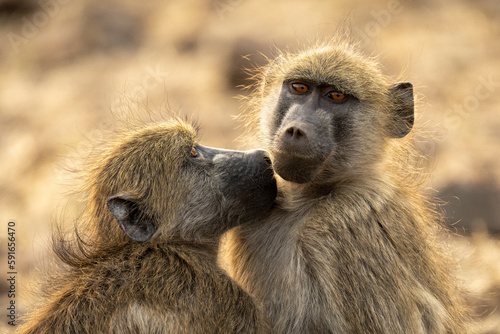Close-up of two Chacma baboons (Papio ursinus) sitting cuddling in Chobe National Park; Chobe, Botswana