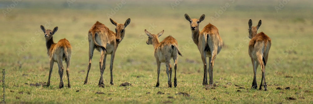 Panorama of five Red lechwes (Kobus leche) on floodplain in Chobe National Park; Chobe, Botswana Panorama of five Red lechwes (Kobus leche) on floodplain in Chobe National Park; Chobe, Botswana