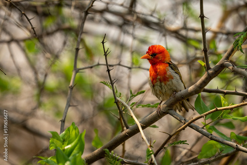 Red-headed weaver (Anaplectes rubriceps) on thornbush surrounded by branches in Chobe National Park; Chobe, Botswana photo