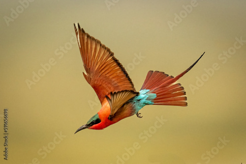 Southern carmine bee-eater (Merops nubicoides) flies down towards grass in Chobe National Park; Chobe, Botswana