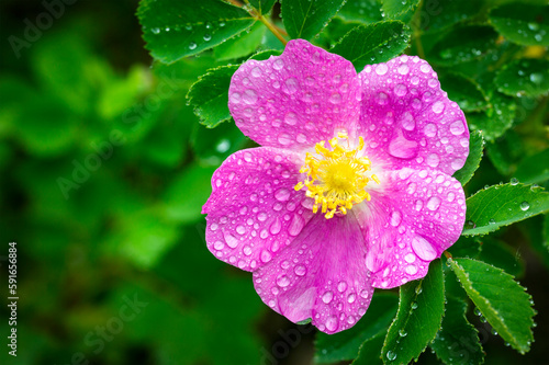 Close up of a wild rose (Rosa acicularis) with water droplets; Calgary, Alberta, Canada