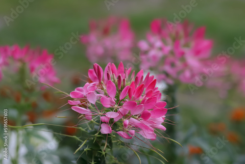 Spiny spider flower. Top view Cleome spinosa. Cleome hassleriana. Tarenaya hassleriana. Pink and white spiny spider flower close-up in the garden. Ornamental plant for gardening. Floral background