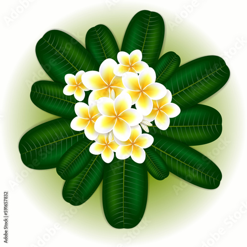 Plumeria frangipani flower with green leaves.