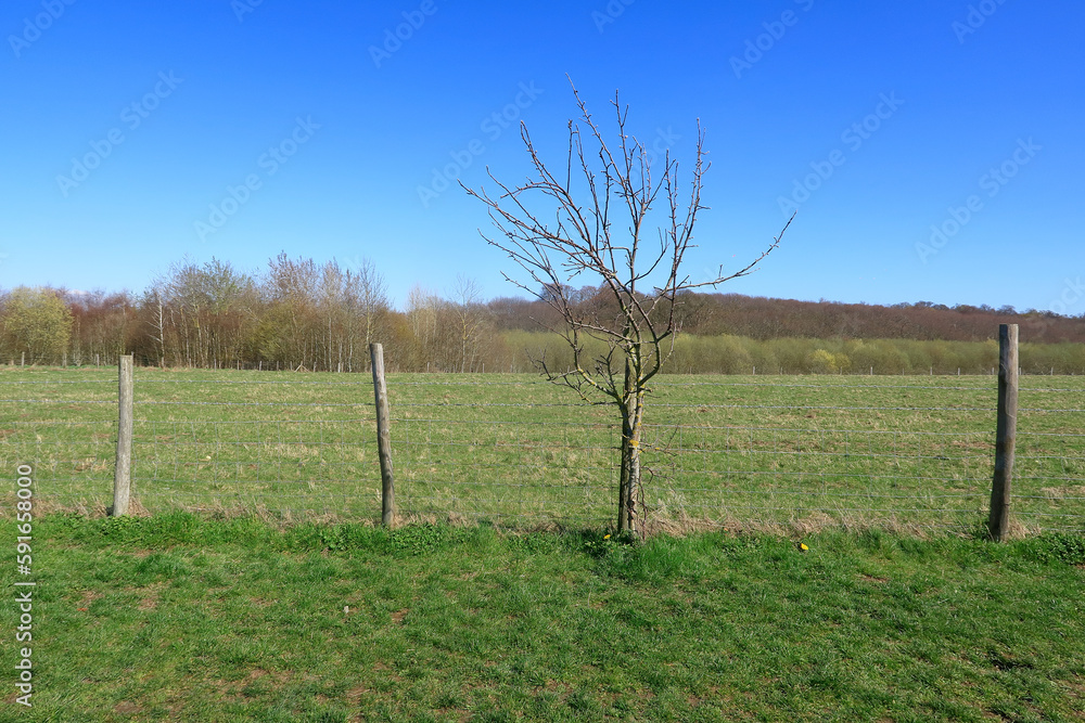 A fenced off field and a thorny tree