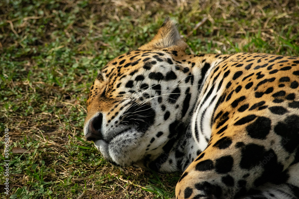 Leopardo dormido Leopardo dormido