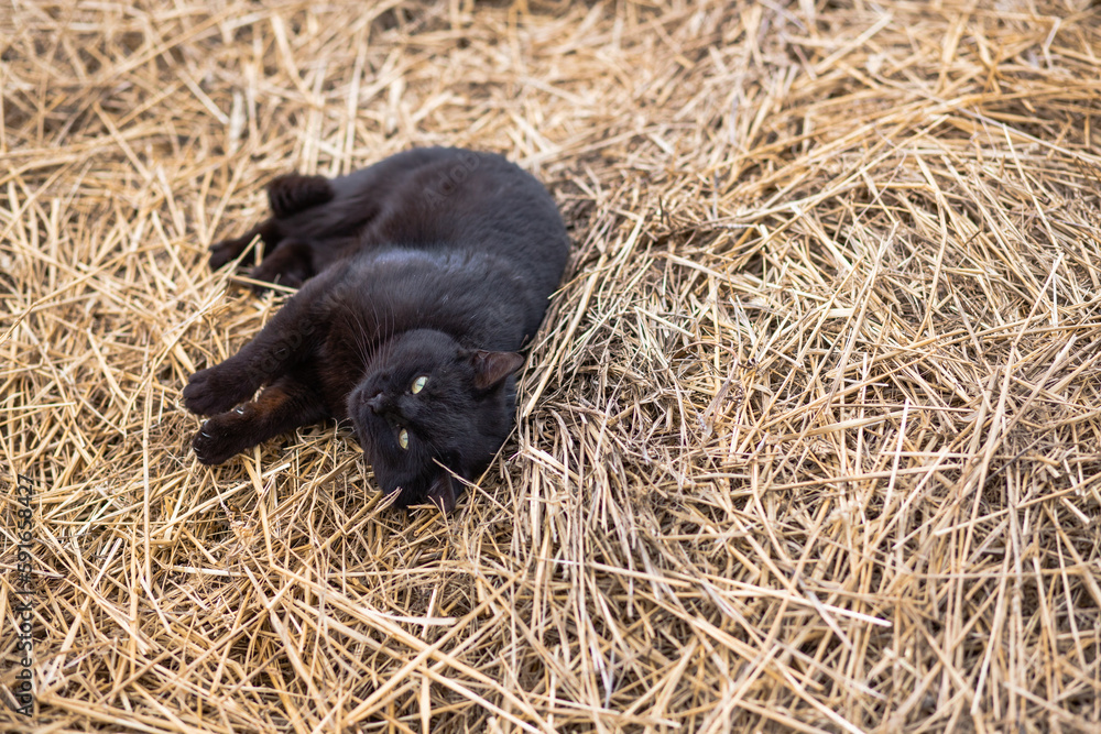 cute black cat purring laying down on straw cute black cat purring laying down on straw