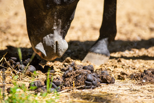 horse smelling manure on the ground, olfaction photo