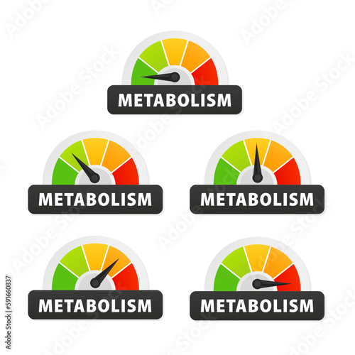 Metabolism icon on speedometer. High Metabolism meter. Metabolism level meter. Increase. High and low nutrient metabolic rate. Vector illustration